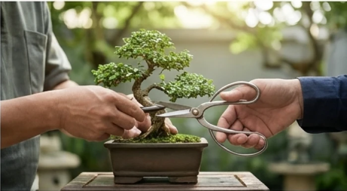 Nghệ nhân dùng dụng cụ kim loại cắt tỉa cây cảnh minh họa cho sự hợp tác giữa Nhâm Tý và Nhâm Thân