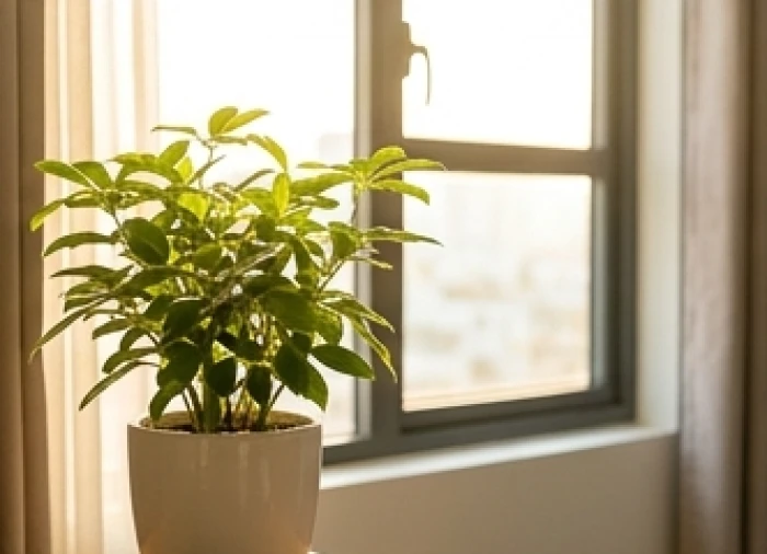 Mang chậu cây phong thủy ra đặt tạm gần cửa sổ ban công để đón những tia nắng ban mai dịu nhẹ trong lành