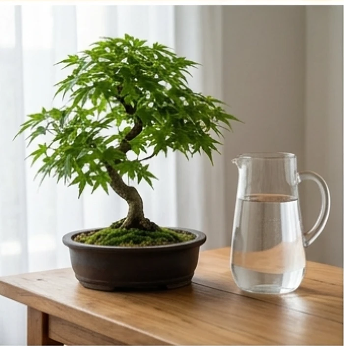 Chậu cây bonsai xanh tươi được tưới nước thanh khiết đặt trên bàn trà bằng gỗ thể hiện nguyên lý thủy sinh mộc
