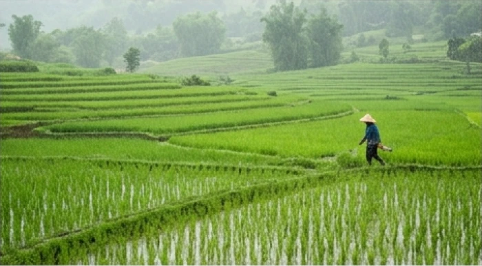 Cơn mưa bóng mây tưới mát cánh đồng lúa xanh mướt đang độ đâm chồi nảy lộc tại làng quê