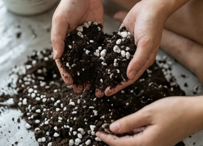 Thao tác thay đất tơi xốp trộn lẫn nhiều hạt đá perlite trắng nhằm tăng cường khả năng thoát nước cho rễ cây