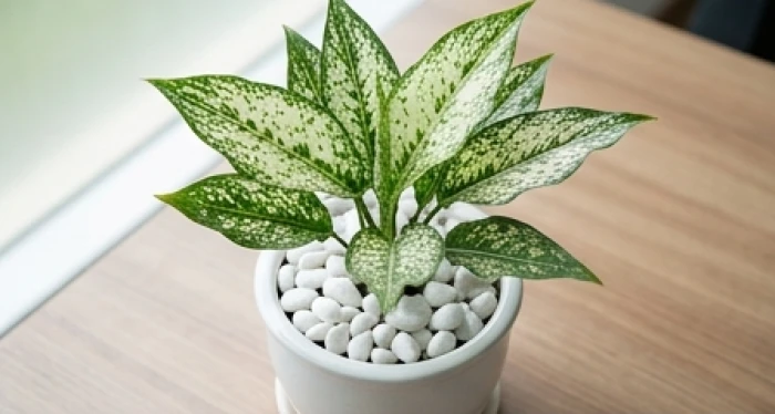Chậu cây ngọc ngân mini trồng trong chậu gốm sứ tráng men kết hợp lớp sỏi trắng rải mặt bàn văn phòng