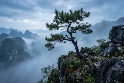 Hình ảnh cây đại thụ kiên cường trên vách đá giúp bạn hiểu tùng bách mộc là gì trong phong thủy ngũ hành