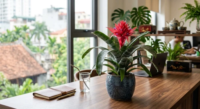 Chậu cây Phong Lộc rực rỡ mang đến lời giải hoàn hảo cho thắc mắc tuổi sửu hợp cây gì để bàn làm việc
