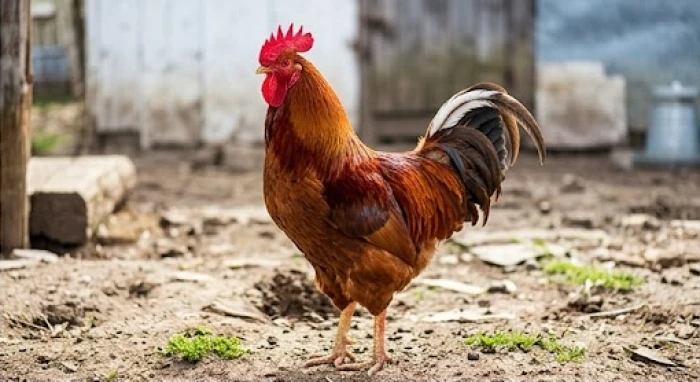 Một chú gà điều lông đỏ tía đang đứng hiên ngang dưới ánh sáng tự nhiên đầy sinh khí